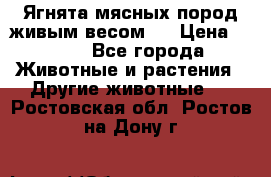 Ягнята мясных пород живым весом.  › Цена ­ 125 - Все города Животные и растения » Другие животные   . Ростовская обл.,Ростов-на-Дону г.